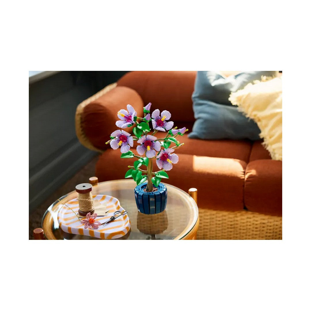 Hibiscus