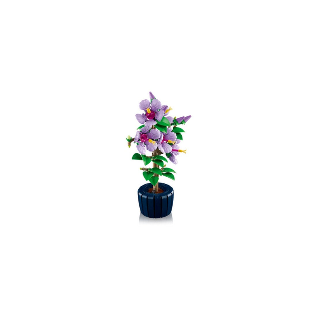 Hibiscus