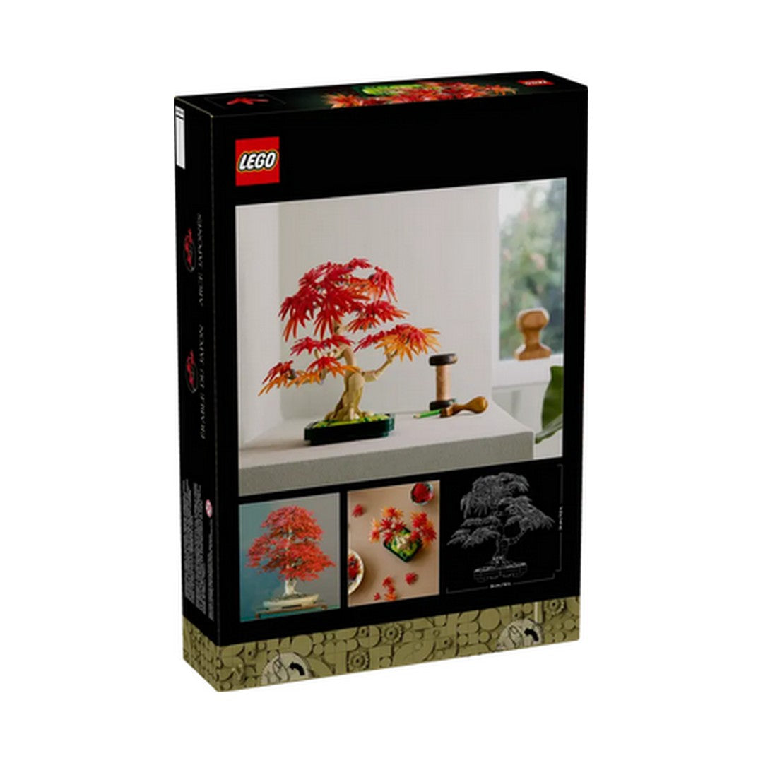 Japanese Red Maple Bonsai Tree