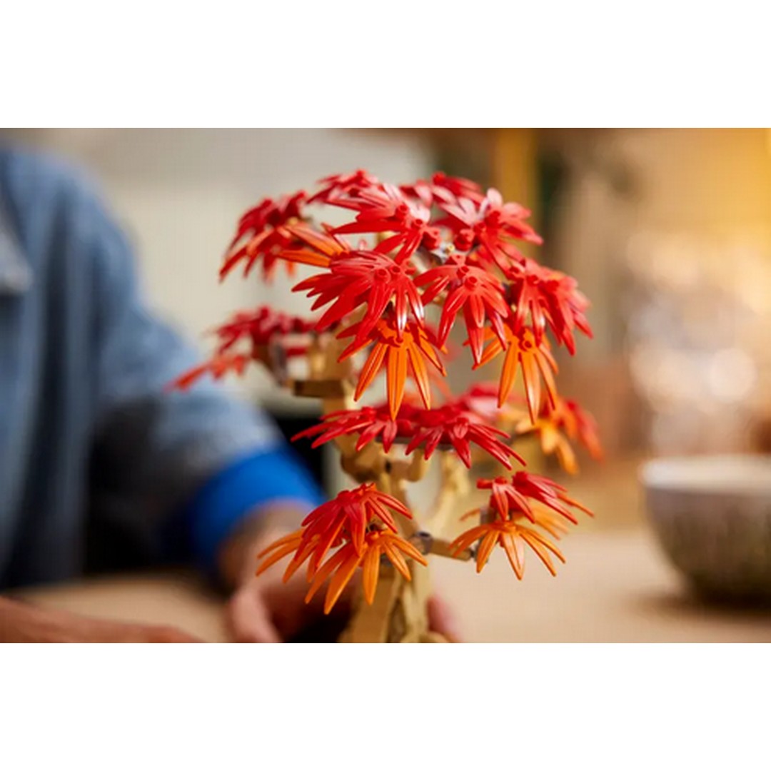 Japanese Red Maple Bonsai Tree